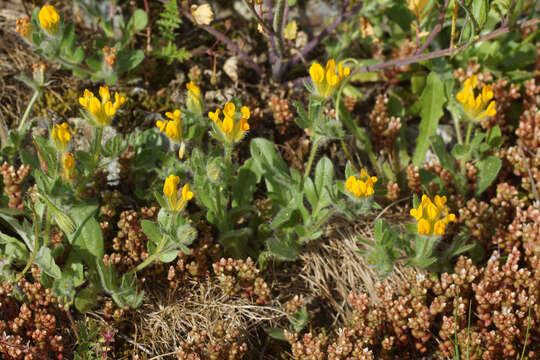 Plancia ëd Anthyllis lotoides L.