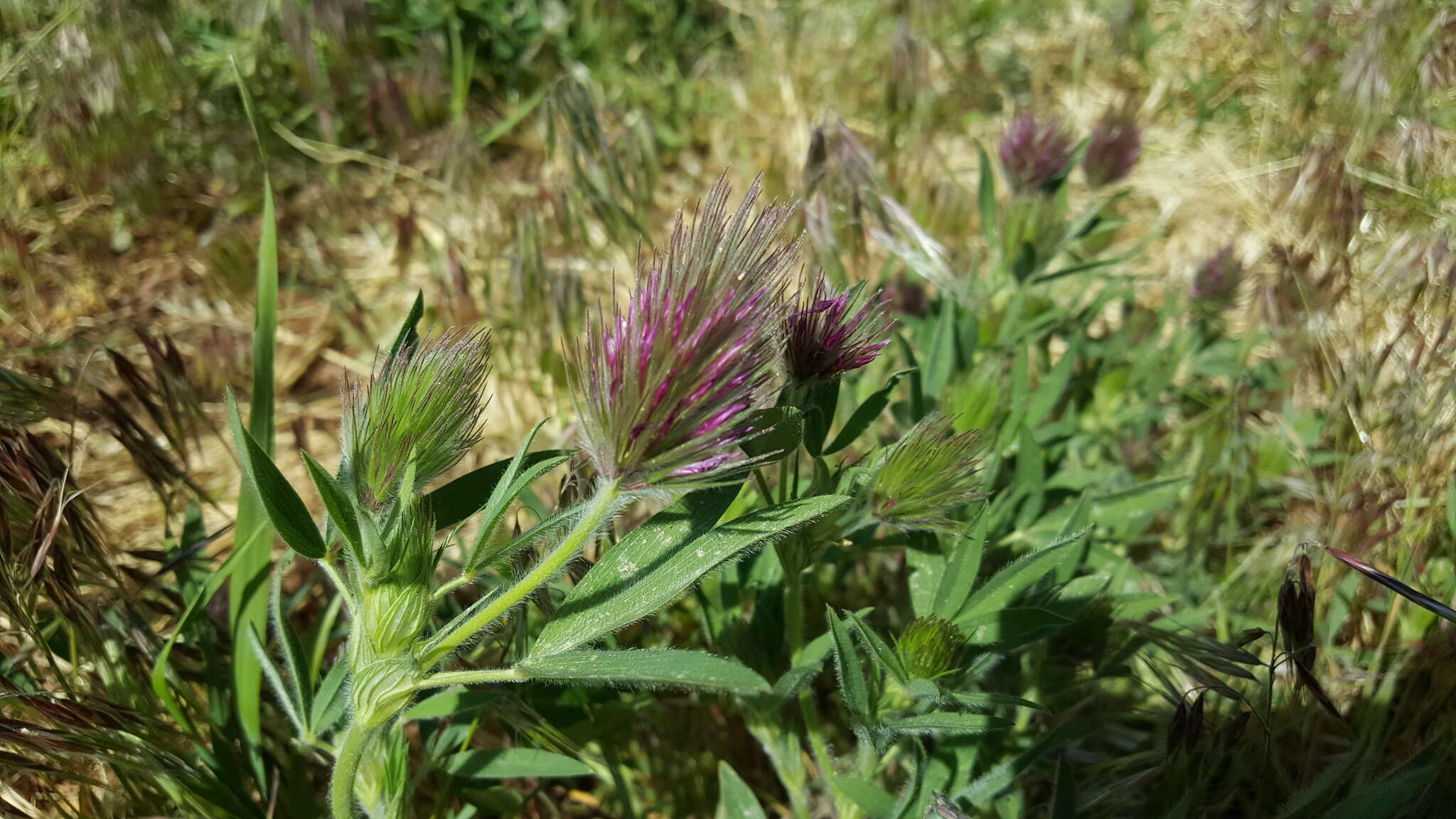 Imagem de Trifolium dasyurum C. Presl