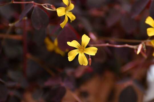 Imagem de Oxalis spiralis G. Don