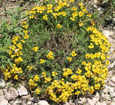 Image of Rocky Mountain zinnia