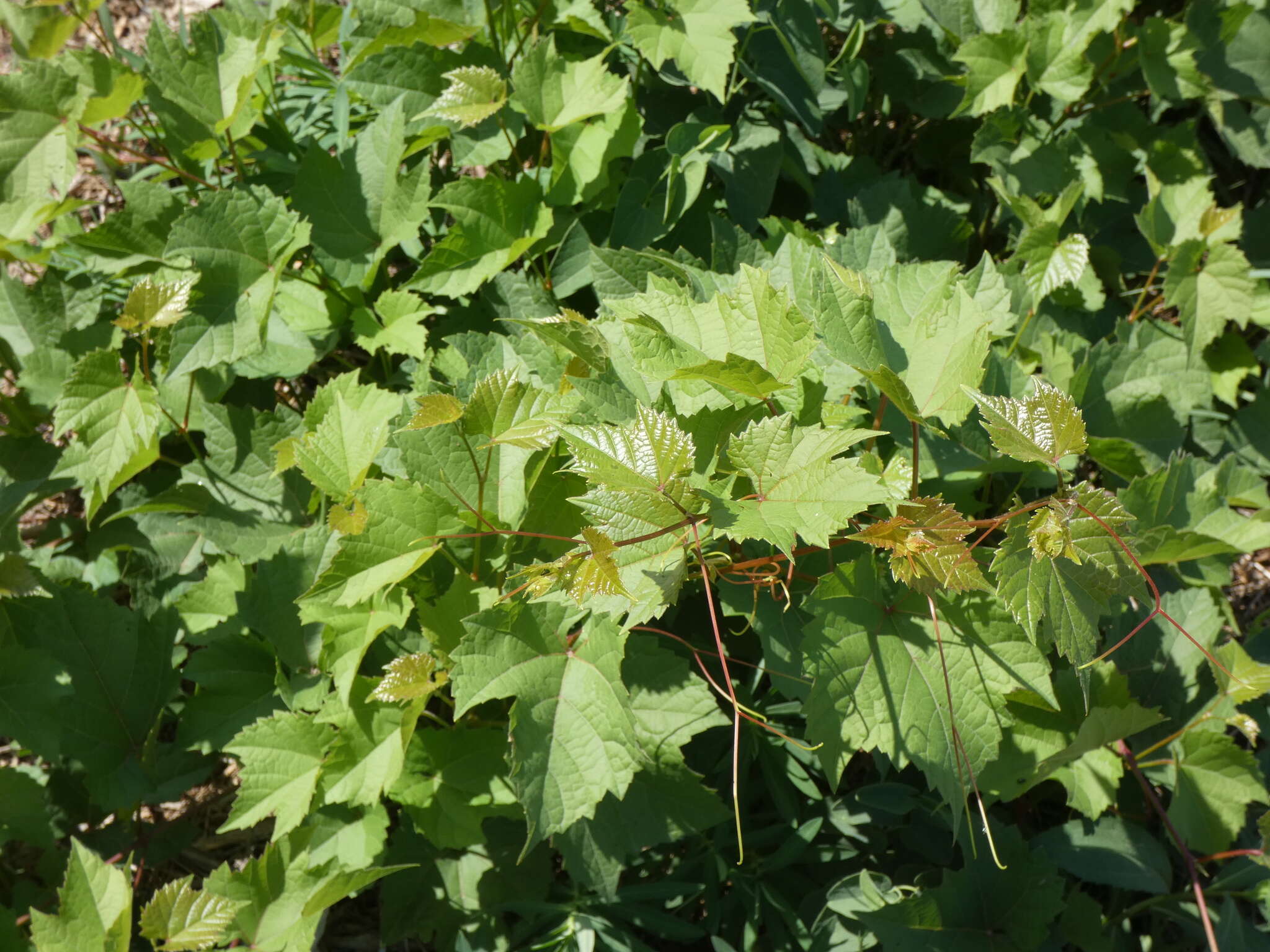 Image of Vitis instabilis Ardenghi, Galasso, Banfi & Lastrucci