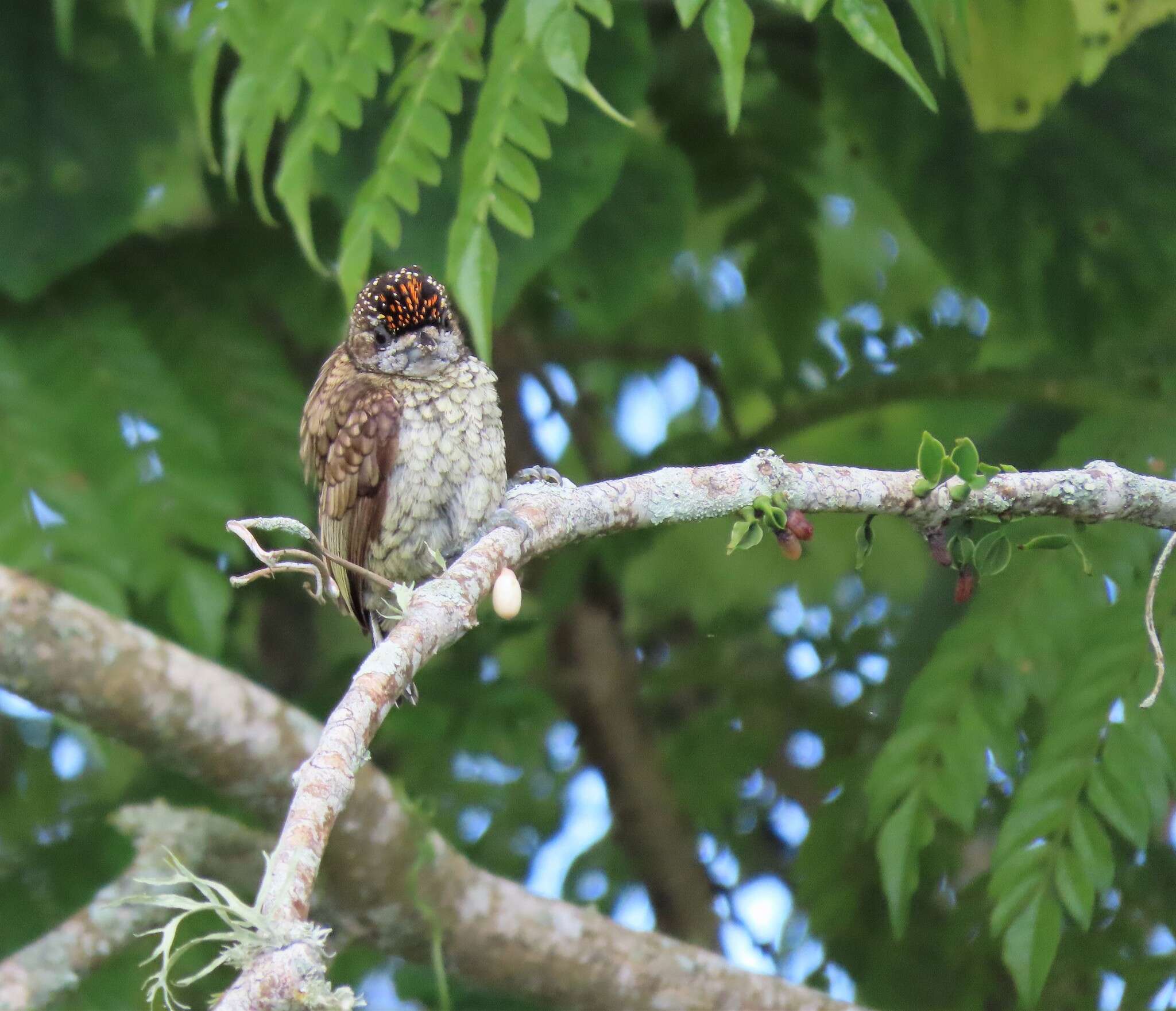 Image de Picumne squamulé