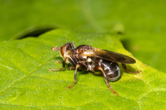 Image de Myopa virginica Banks 1916