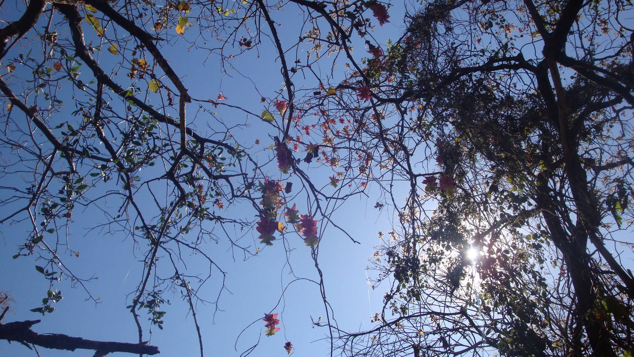 Image of Ipomoea bracteata Cav.