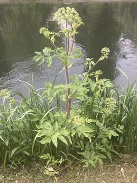 Image of Angelica archangelica subsp. litoralis (Fries) Thell.