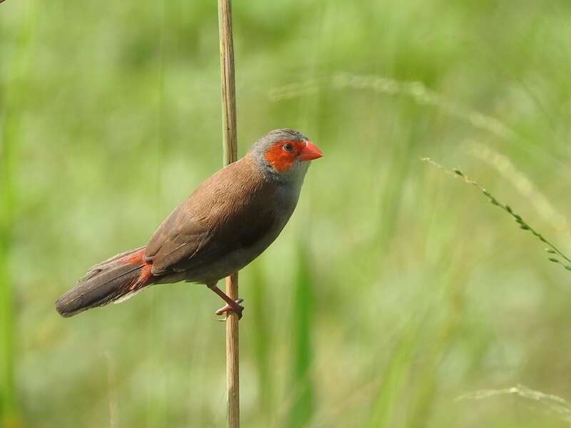 Image of Orange-cheeked Waxbill