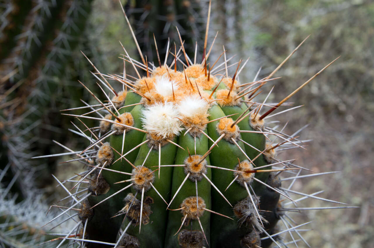 Image of Echinopsis clavata (F. Ritter) D. R. Hunt