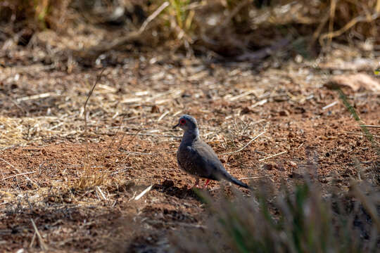 Image of Diamond Dove