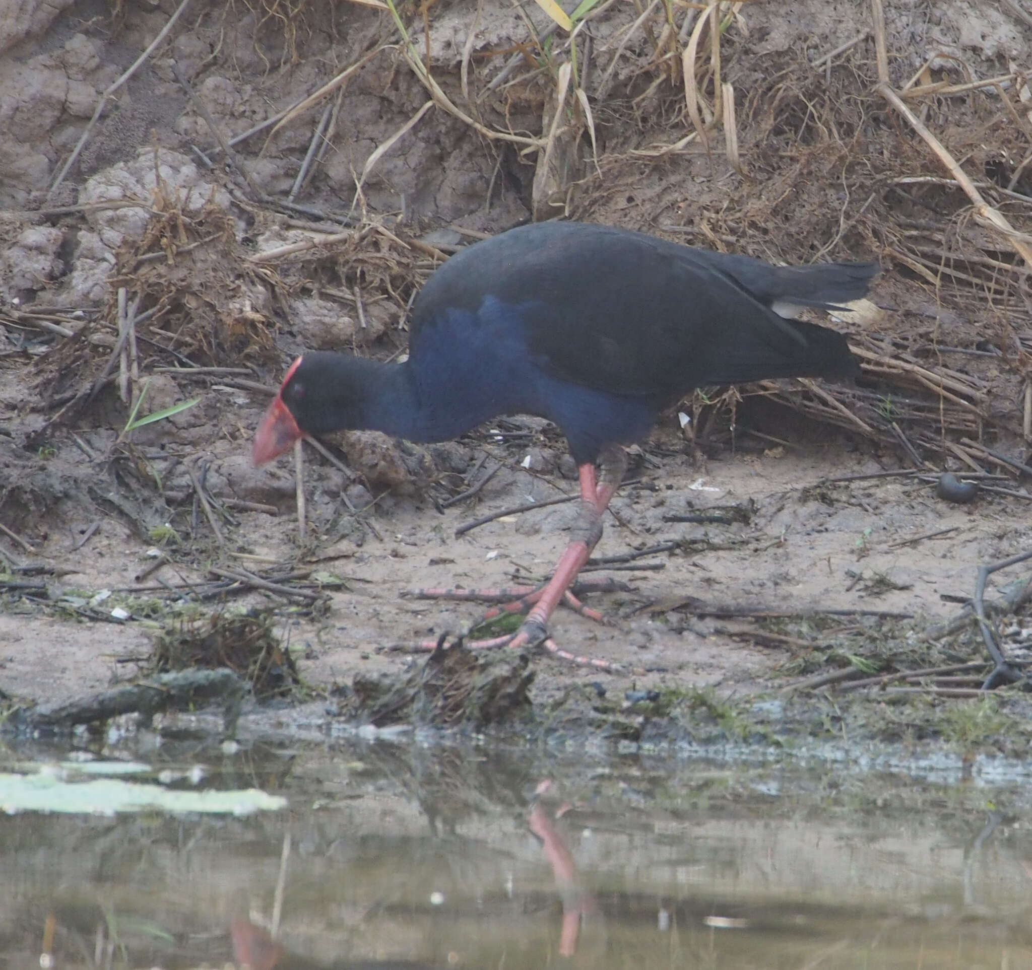 Image of Australasian Swamphen