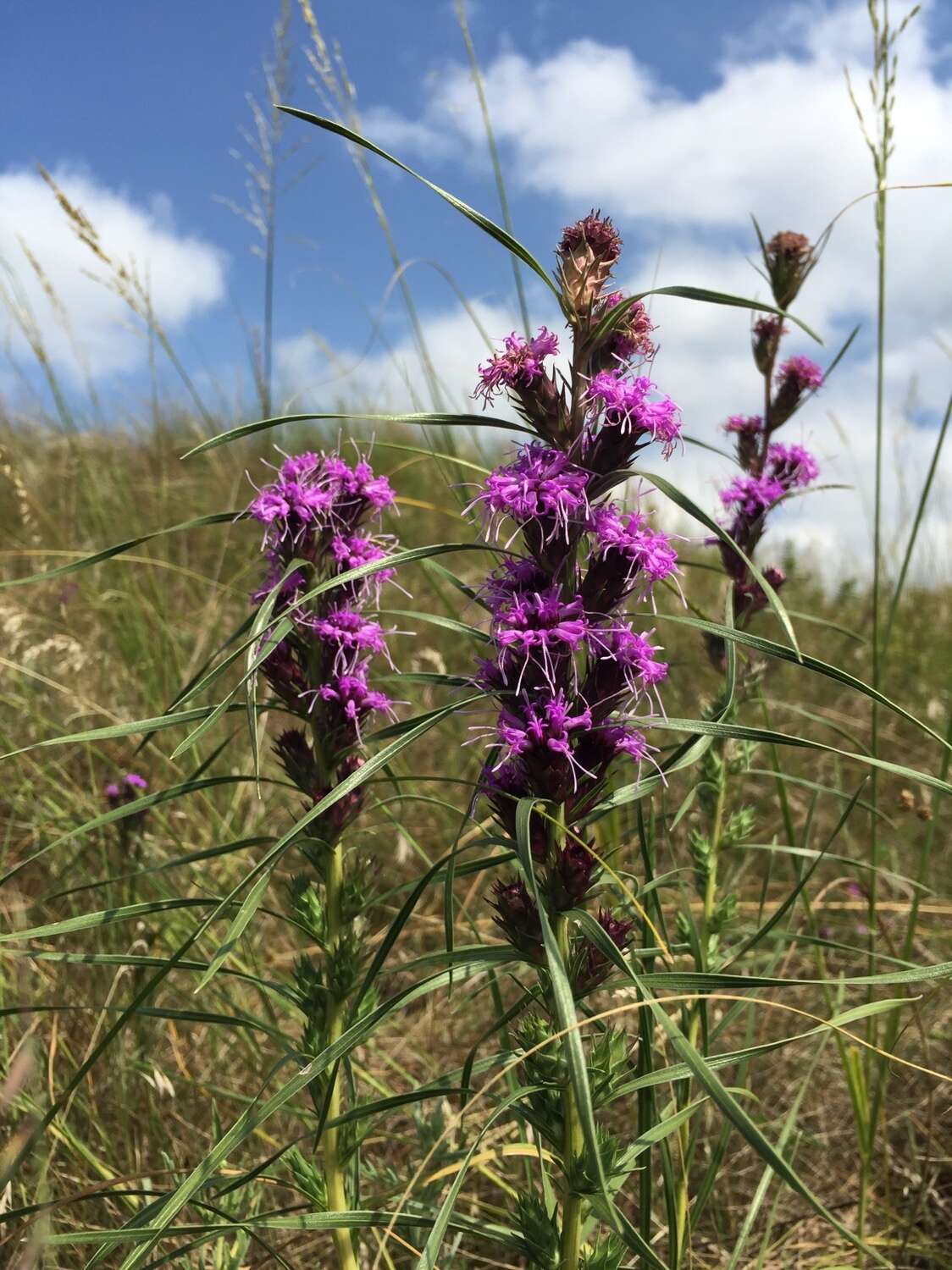 صورة Liatris squarrosa var. glabrata