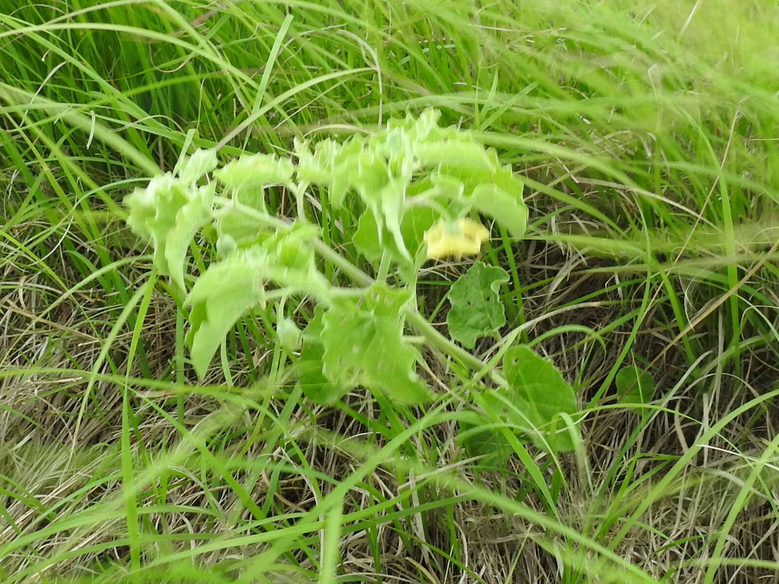 Image de Physalis cinerascens A. S. Hitchcock