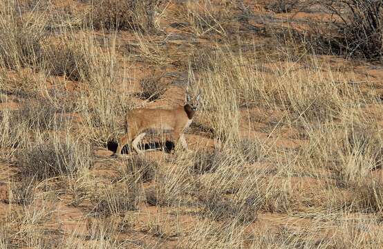 Image of Caracal caracal caracal (Schreber 1776)