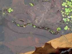 Image of Brazilian water meal