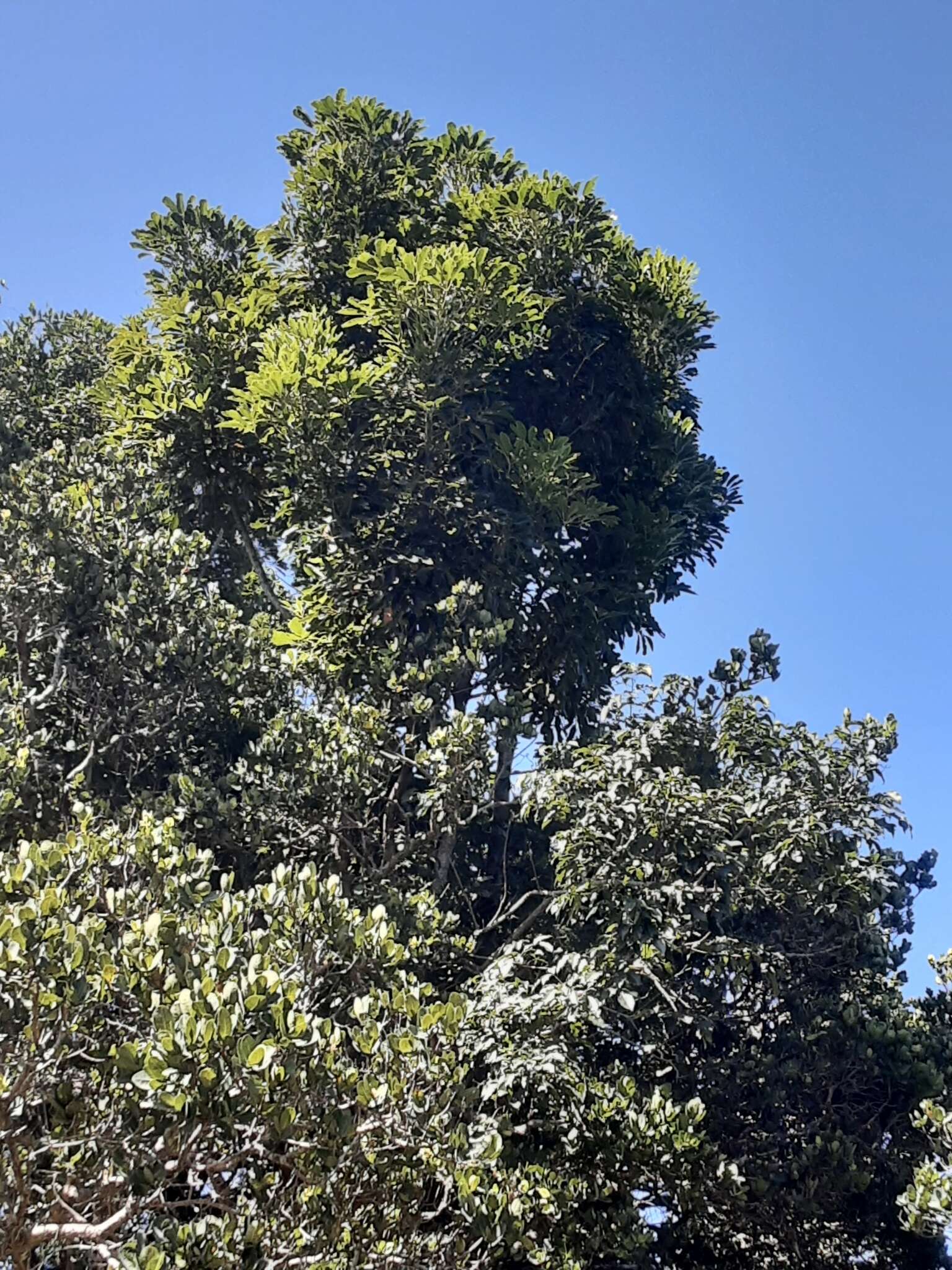 Image of Forest false cabbage-tree