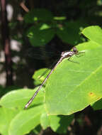 Image of Spotted Spreadwing