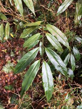 Lasianthus japonicus Miq. resmi