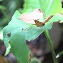 Oriens californica Scudder 1872 resmi