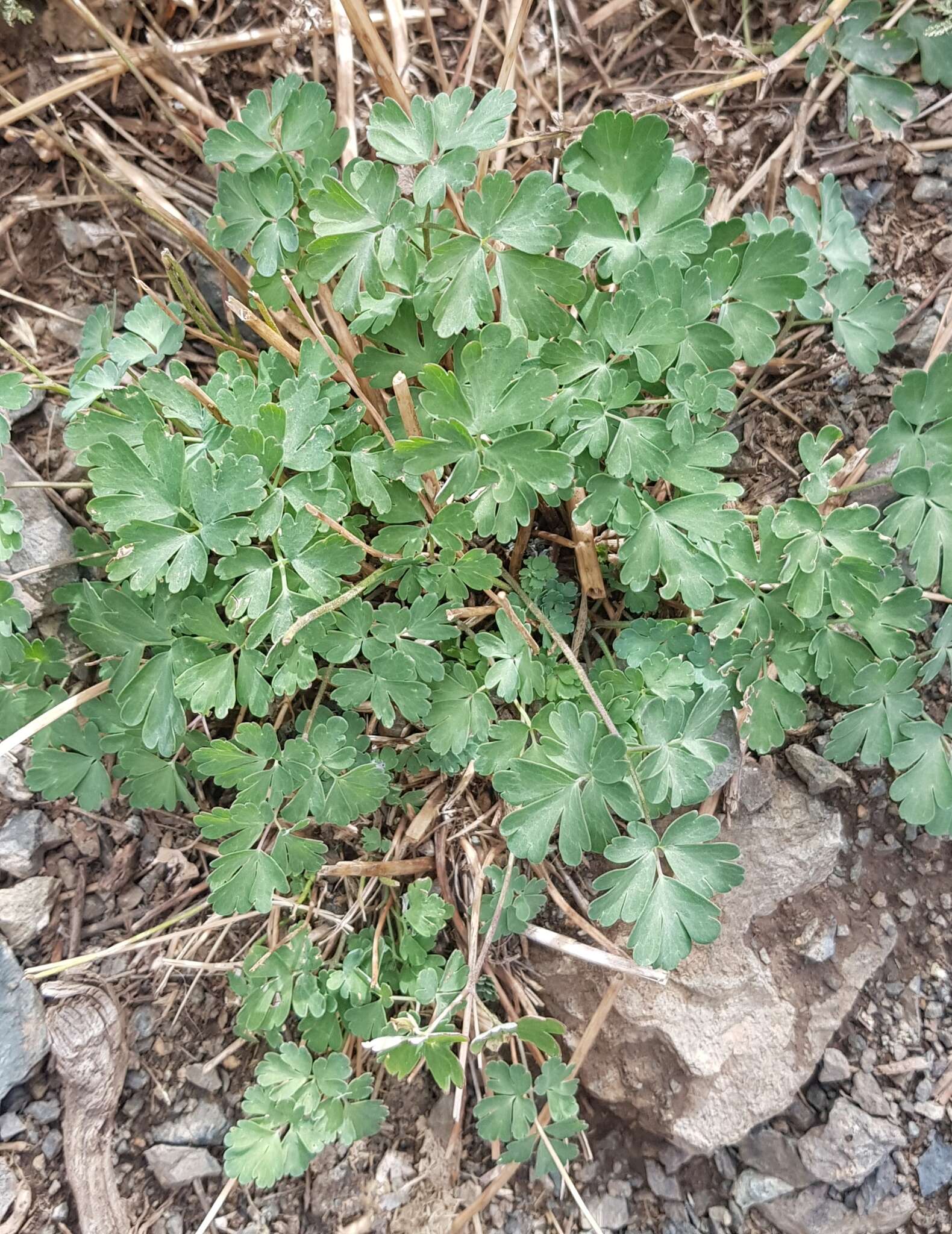 Image of Aquilegia viridiflora Pall.