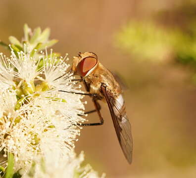 Слика од Ligyra cingulata (Wulp 1885)