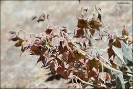 Image of Trichodesma incanum Bunge