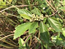 Image of Grewia rhombifolia Kaneh. & Sasaki