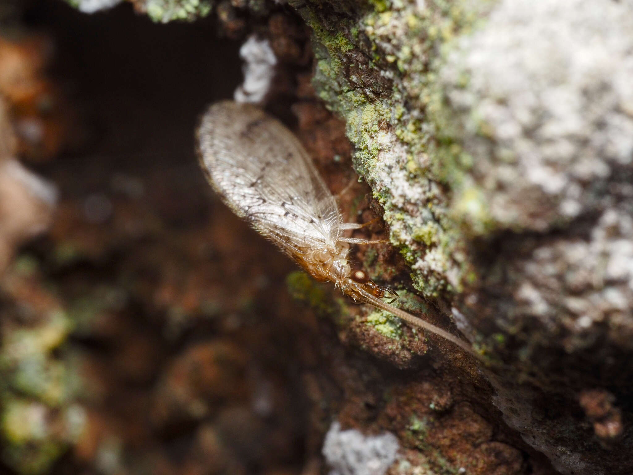 Image of Brown lacewing