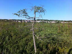 Image of Bog-myrtle