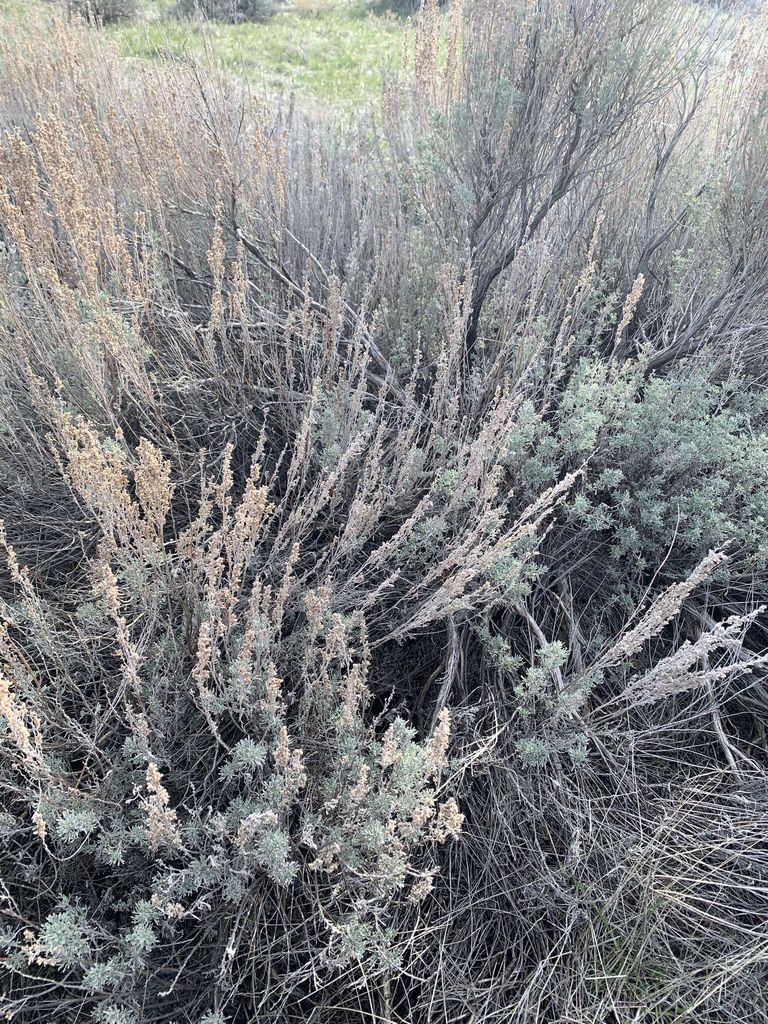 Image of threetip sagebrush