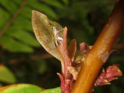 Image of Philodoria lysimachiella Swezey 1928