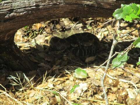 Image of Northern Pacific Rattlesnake