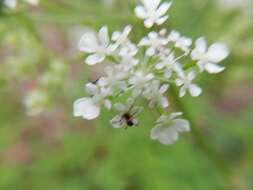 Imagem de Anthriscus sylvestris subsp. sylvestris