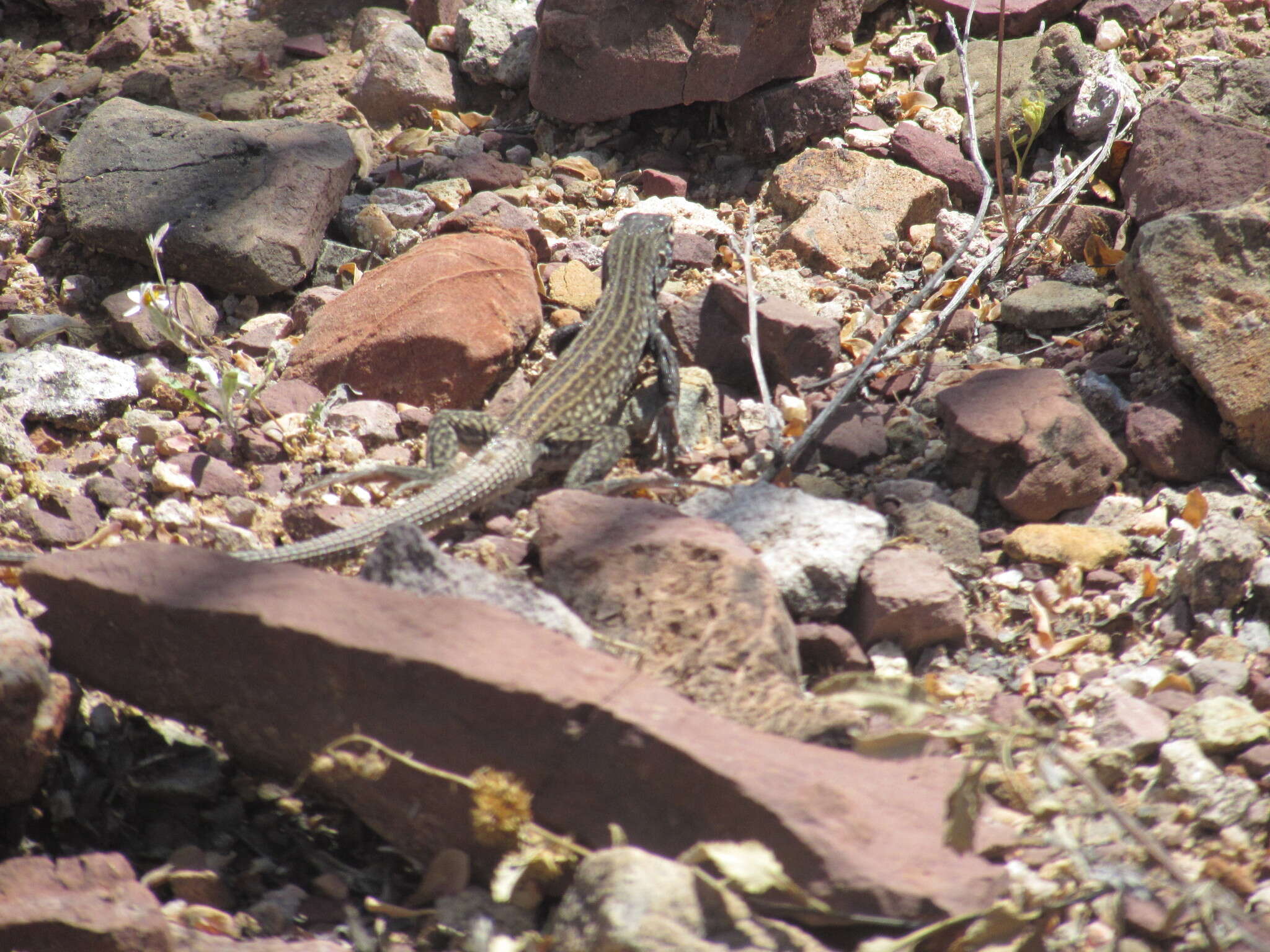 Image of Aspidoscelis tigris punctilinealis (Dickerson 1919)