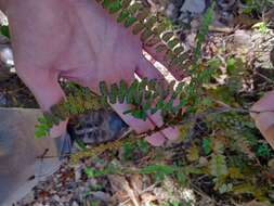 Image of Adiantum patens Willd.