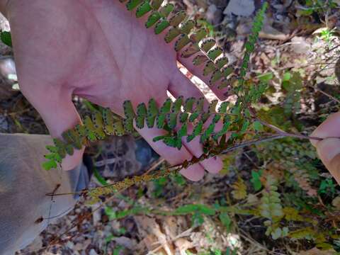 Image of Adiantum patens Willd.