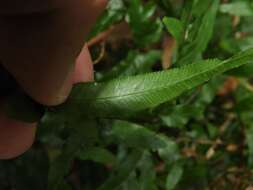 Sivun Pteris semipinnata L. kuva