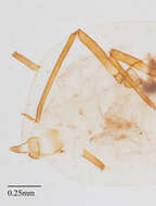 Image of Oat-birdcherry aphid