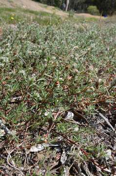 Image of beach knotweed