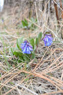 Image of small bluebells