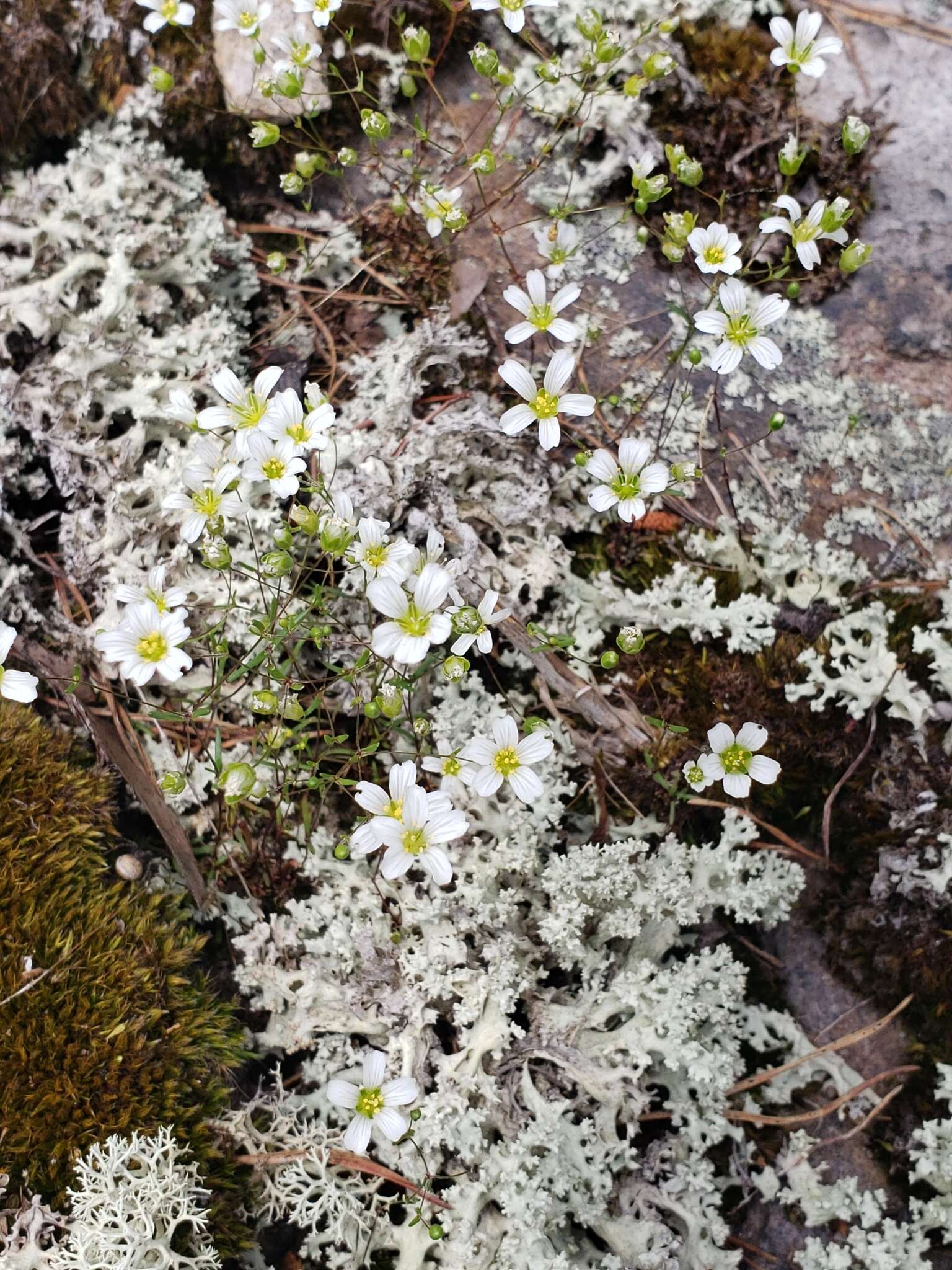 Plancia ëd Mononeuria glabra (Michx.) Dillenb. & Kadereit