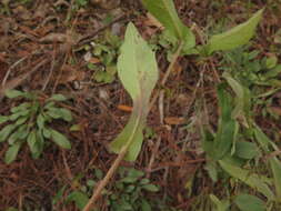 Image of late purple aster