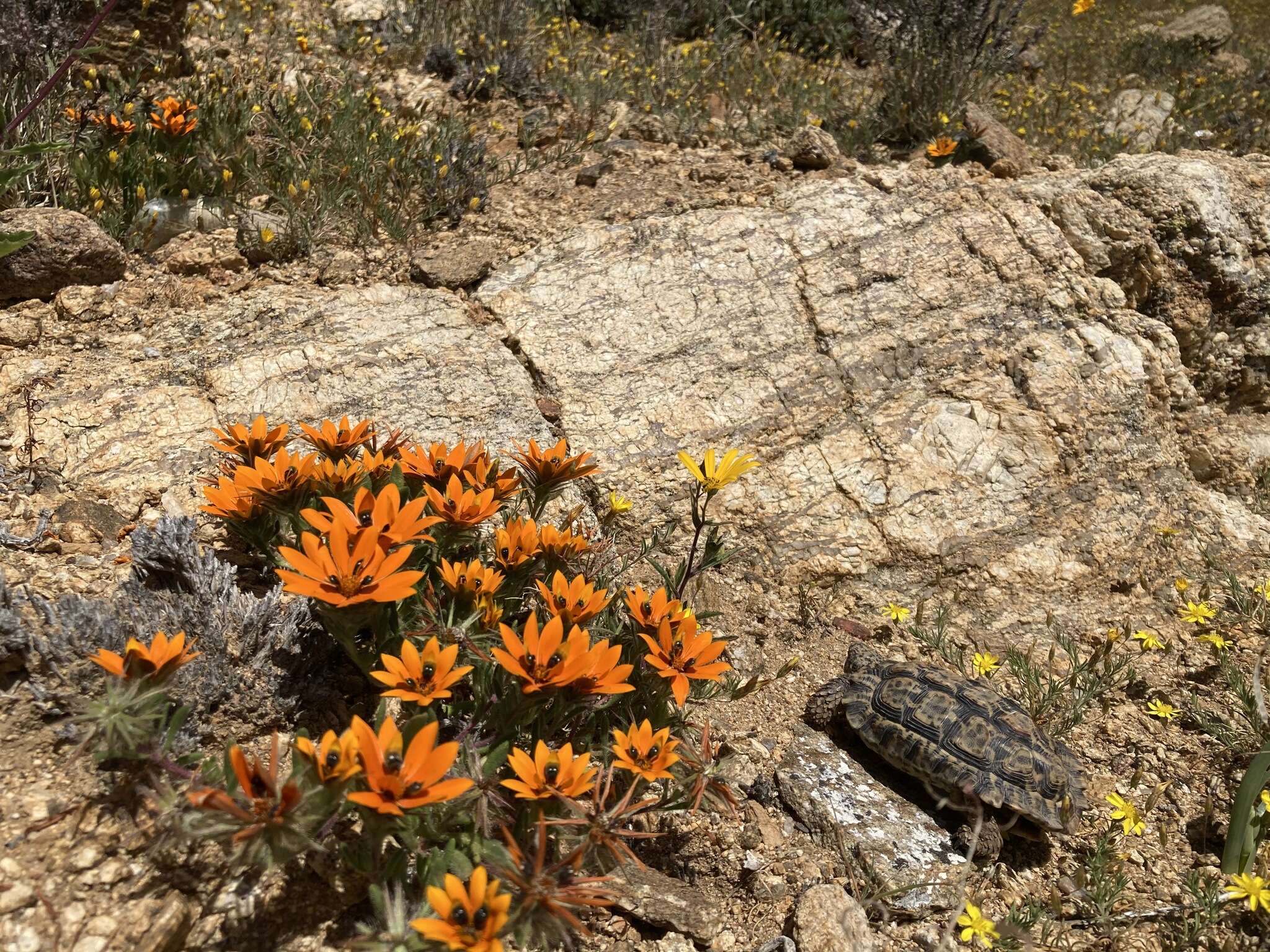 Image of Speckled tortoise