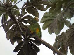 Image of Alipiopsitta Caparroz & Pacheco 2006