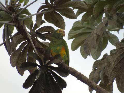 Image of Alipiopsitta Caparroz & Pacheco 2006