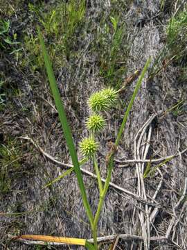 Image of Branched Burr-Reed