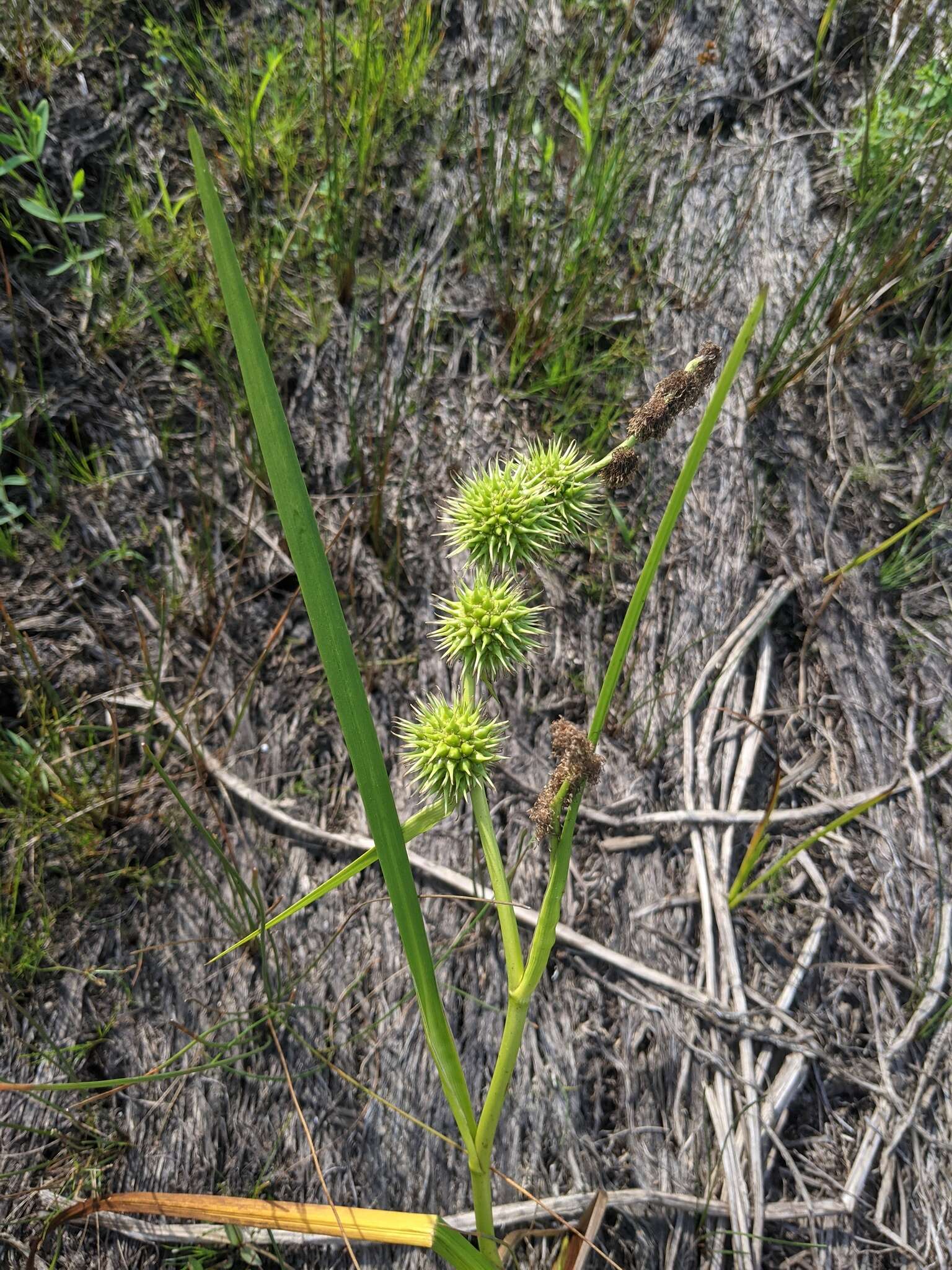 Image de Sparganium androcladum (Engelm.) Morong