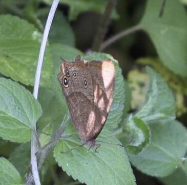 Imagem de Melanitis leda Linnaeus 1758