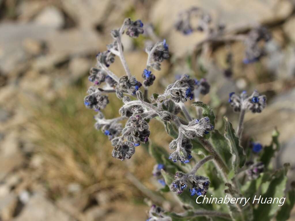 Image de Cynoglossum alpestre Ohwi