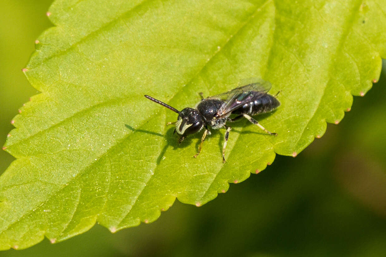 Imagem de Hylaeus hyalinatus Smith 1842