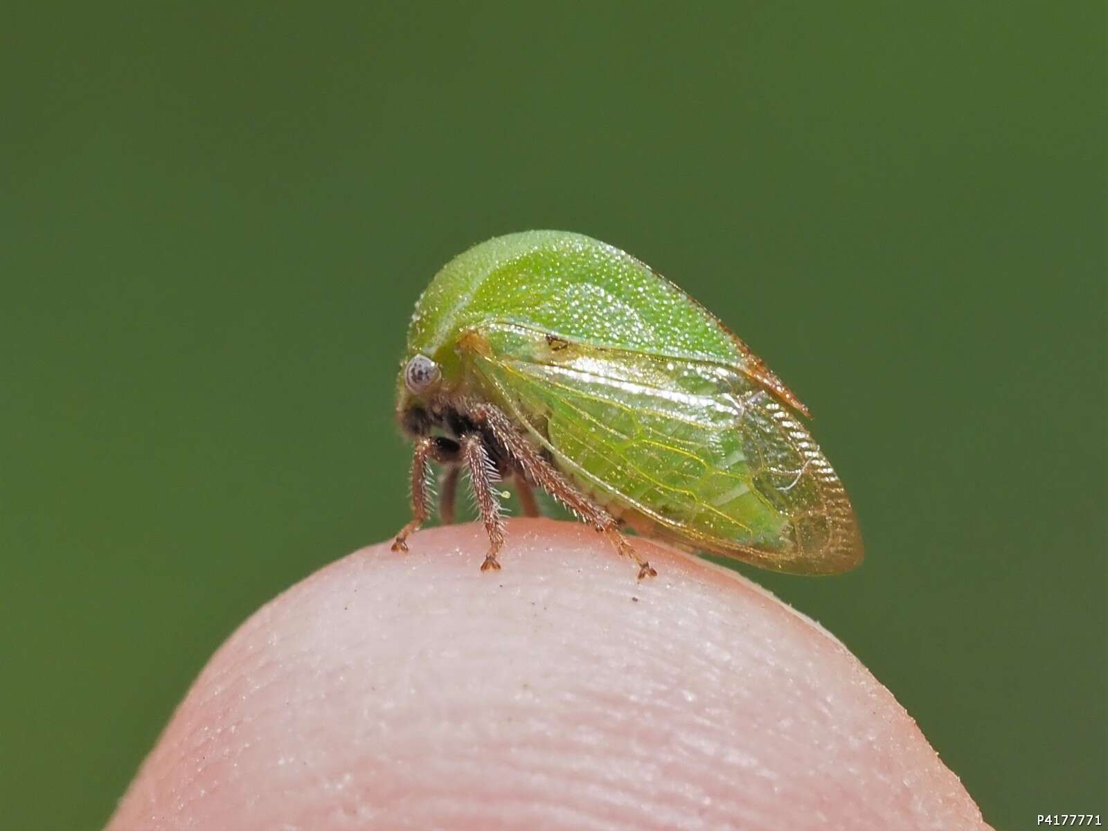 Image of Stictocephala lutea Walker