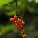 Image of Solanum terminale Forsk.